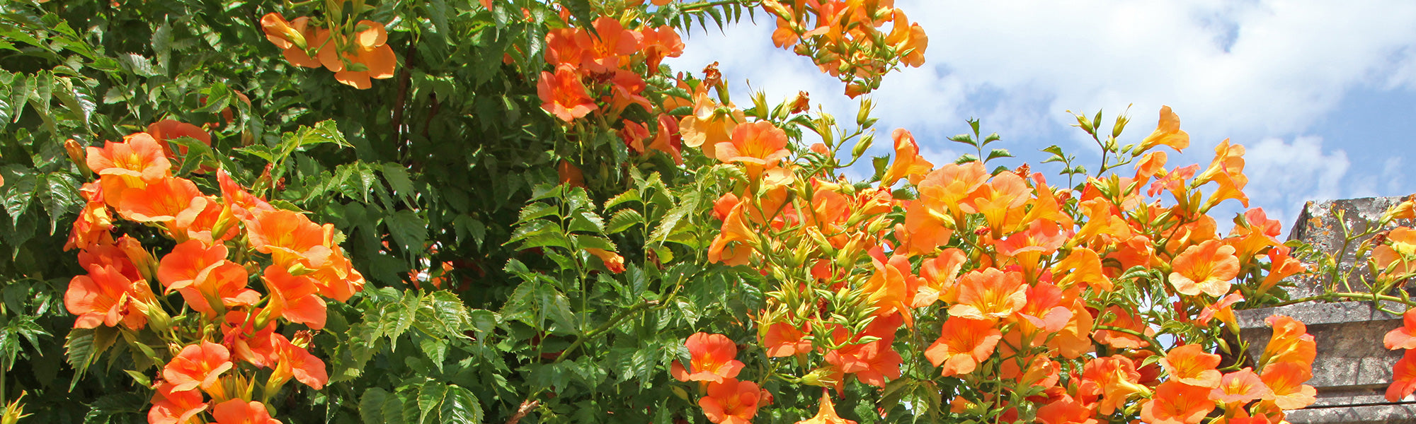 Großblütige Klettertrompete - Campsis grandiflora