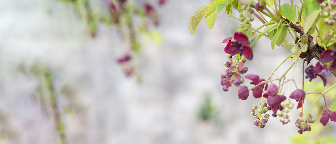 Gelappte Fingerfrucht - Akebia lobata