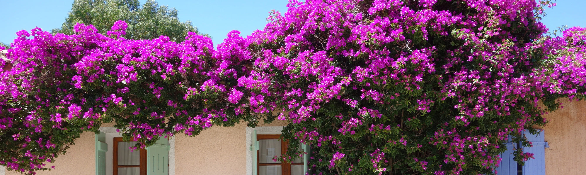 Baum-Bougainvillea - Bougainvillea arborea