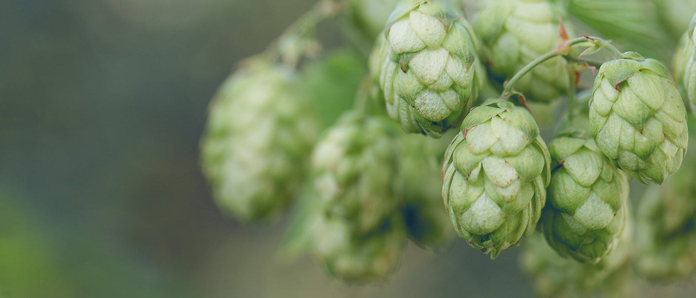 Hopfen