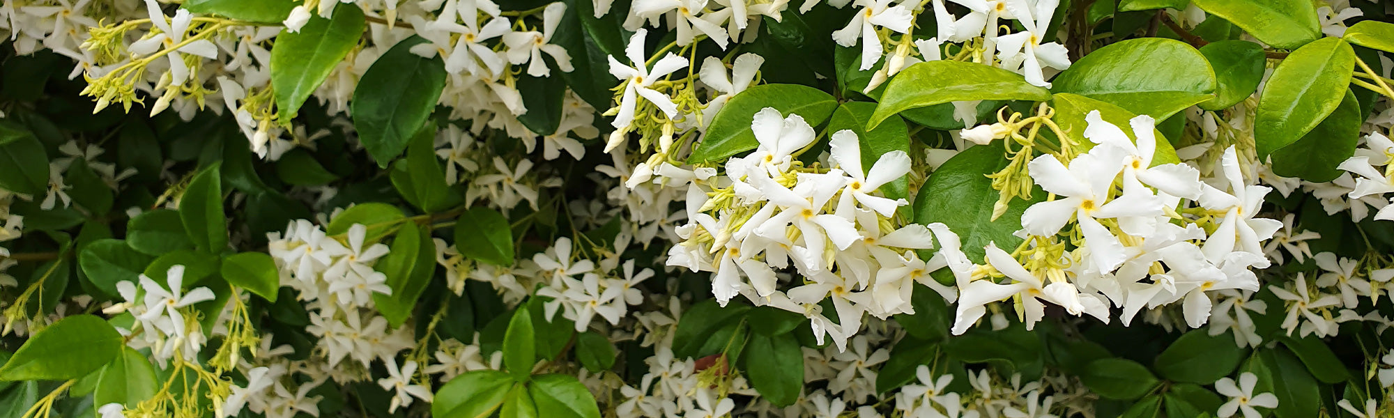 Immergrüne Kletterwunder