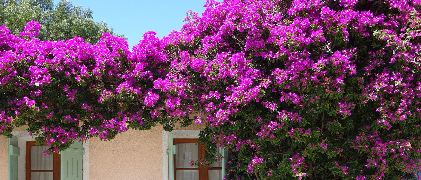 Kleinblättrige Bougainvillea - Bougainvillea microphylla
