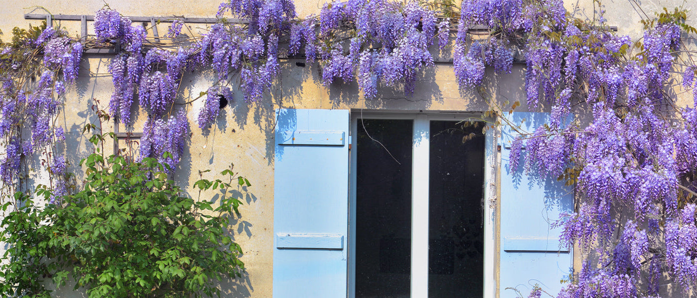 Ackerwinde - Convolvulus arvensis