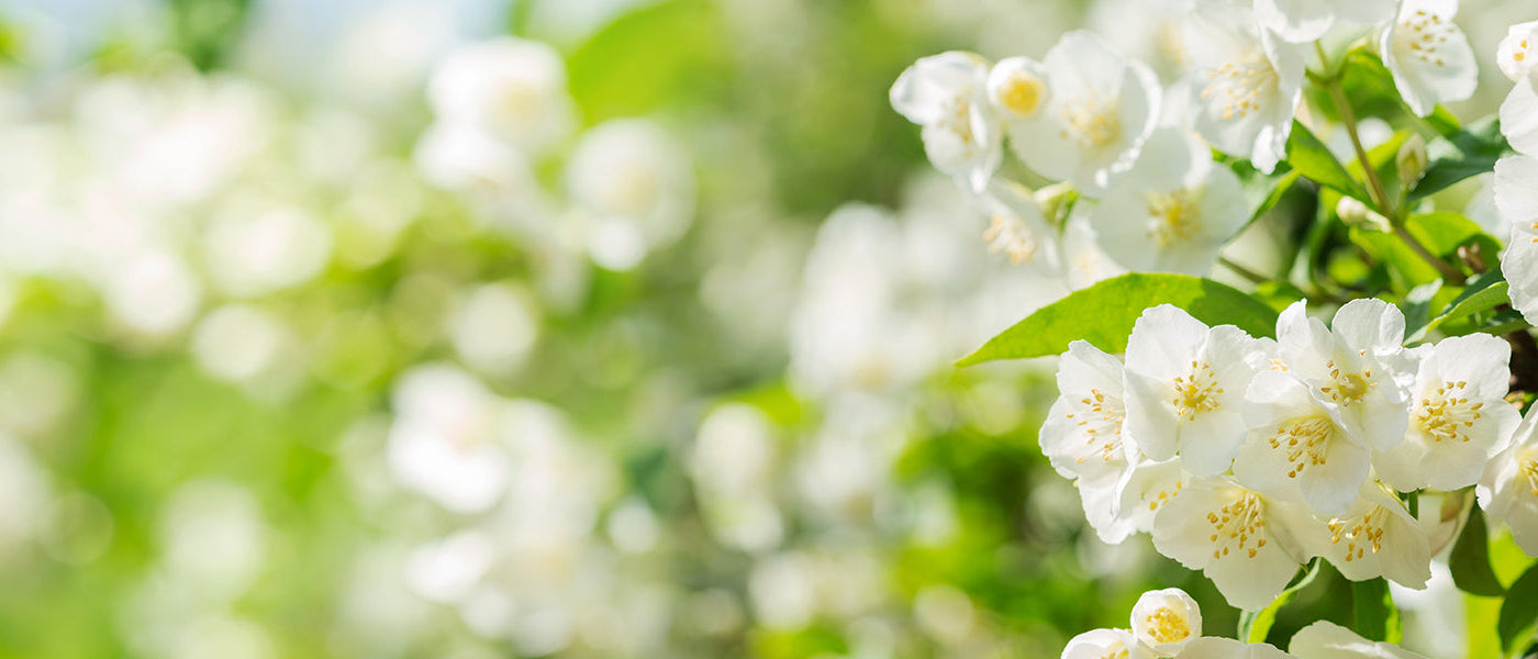 Vielblütiger Jasmin - Jasminum polyanthum