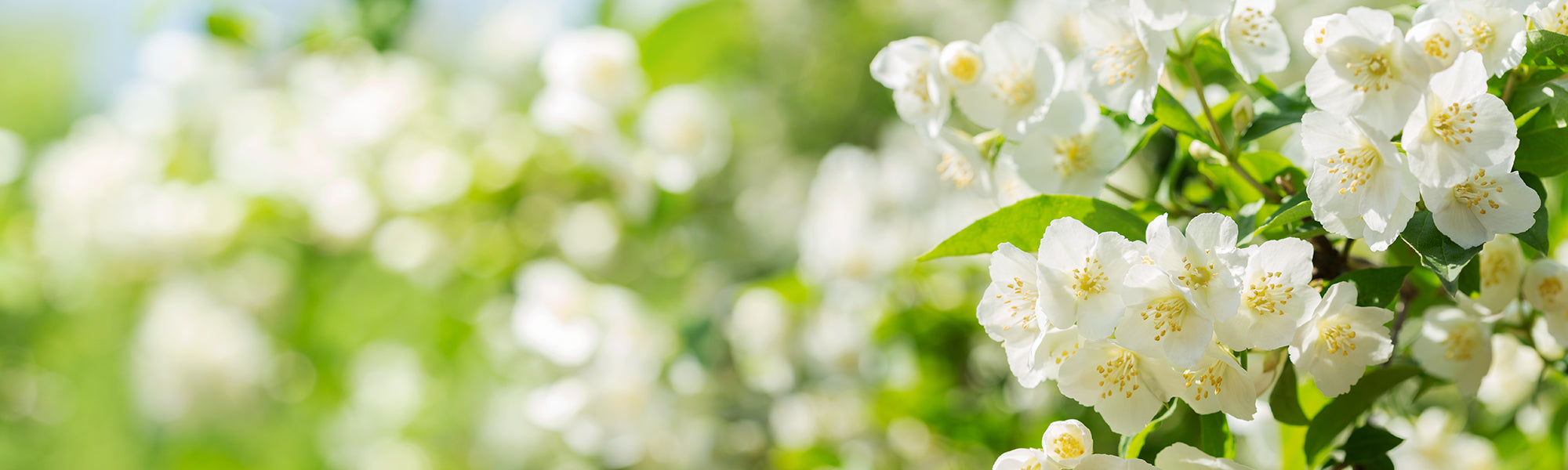 Vielblütiger Jasmin - Jasminum polyanthum