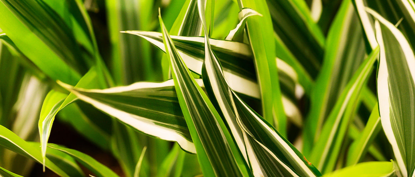 Drachenbaum - Dracaena draco
