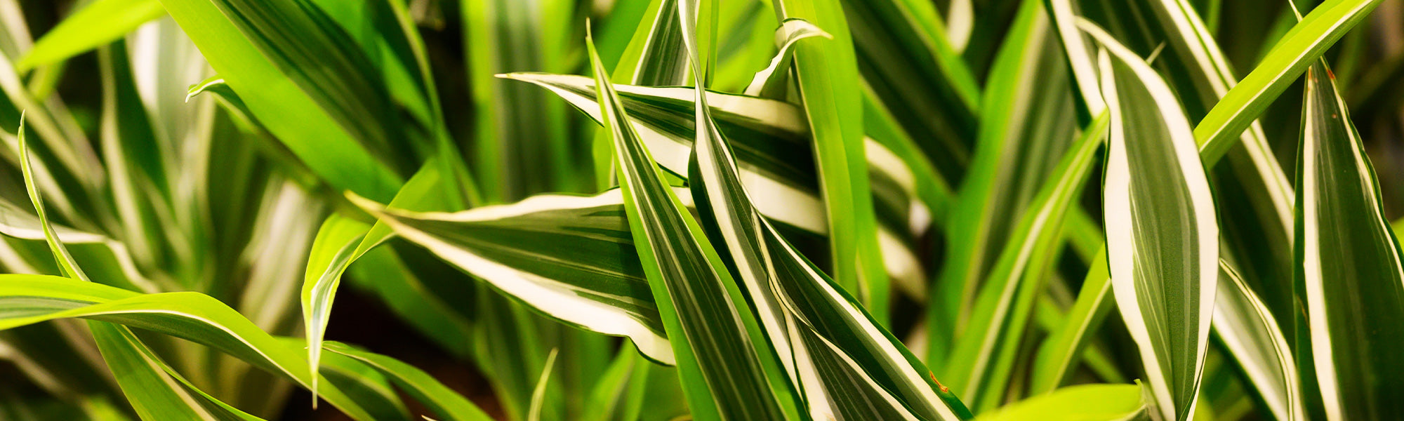 Zimtroter Drachenbaum - Dracaena cinnabari