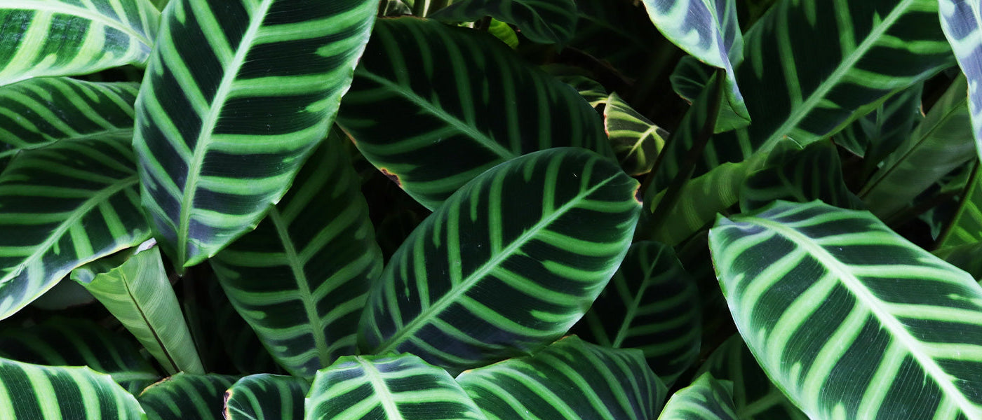 Rosenmalerische Kalathee - Calathea roseopicta