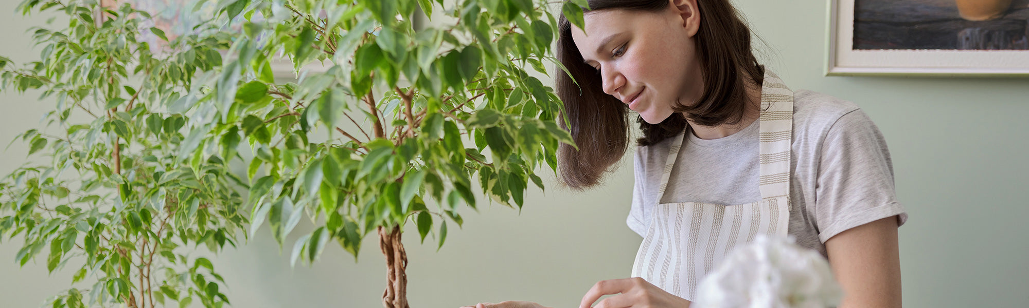 Gummibaum - Ficus elastica