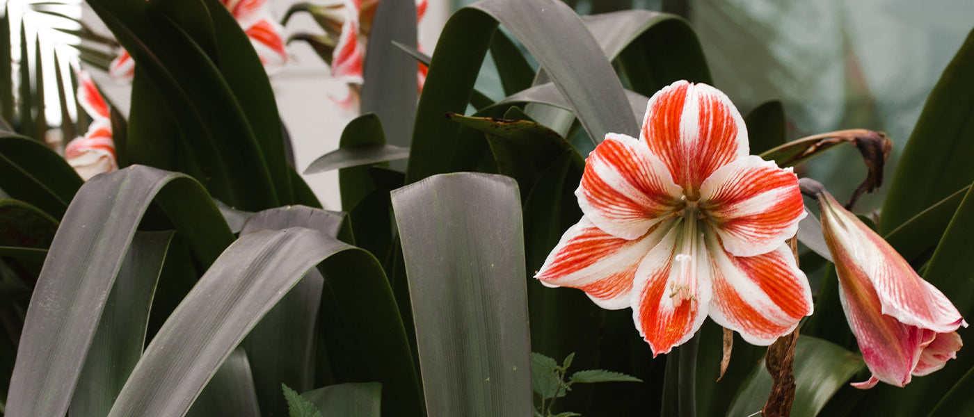 Belladonna-Lilie - Amaryllis belladonna
