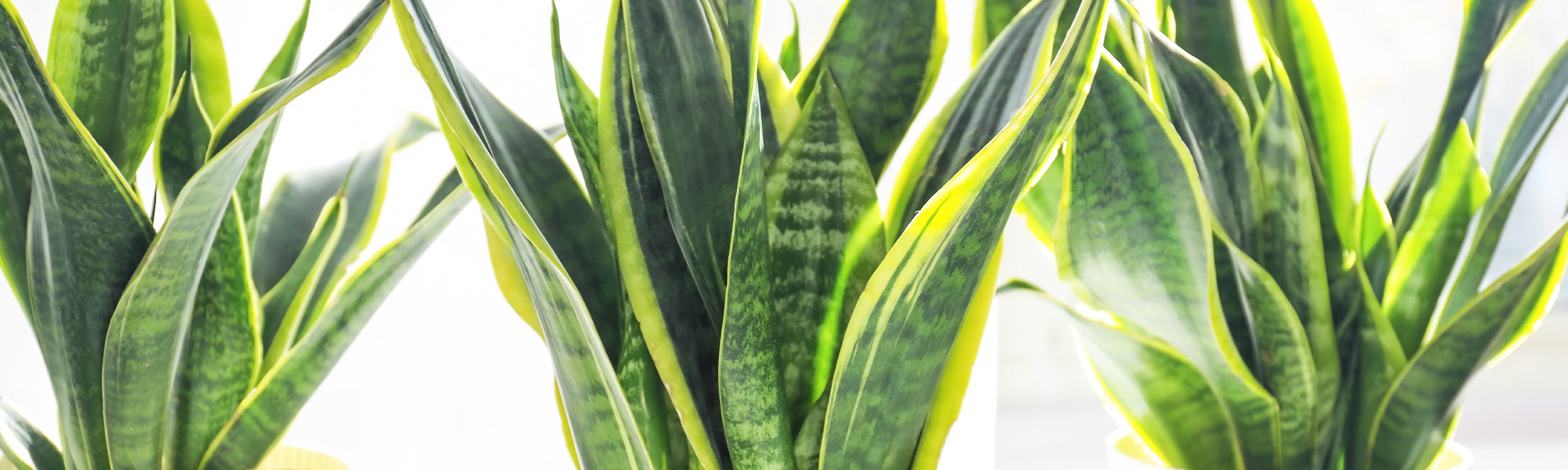 Kakteen & Sukkulentenzauber