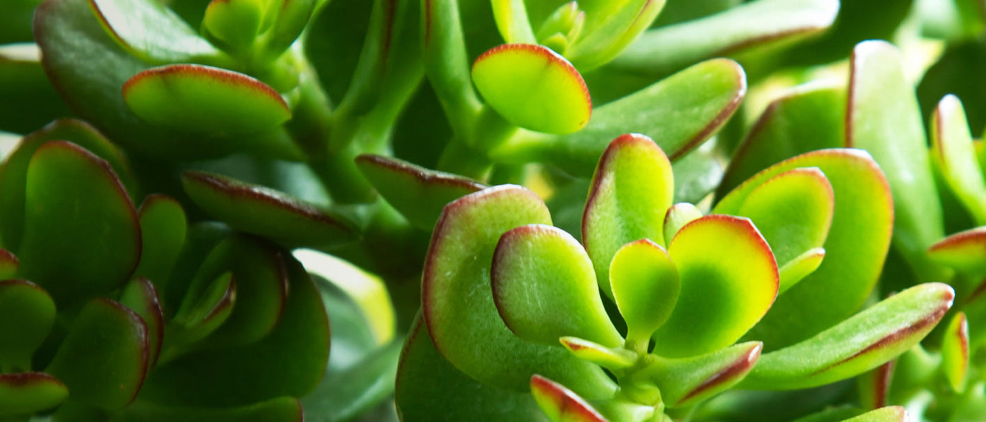 Köpfchen-Dickblatt - Crassula capitella