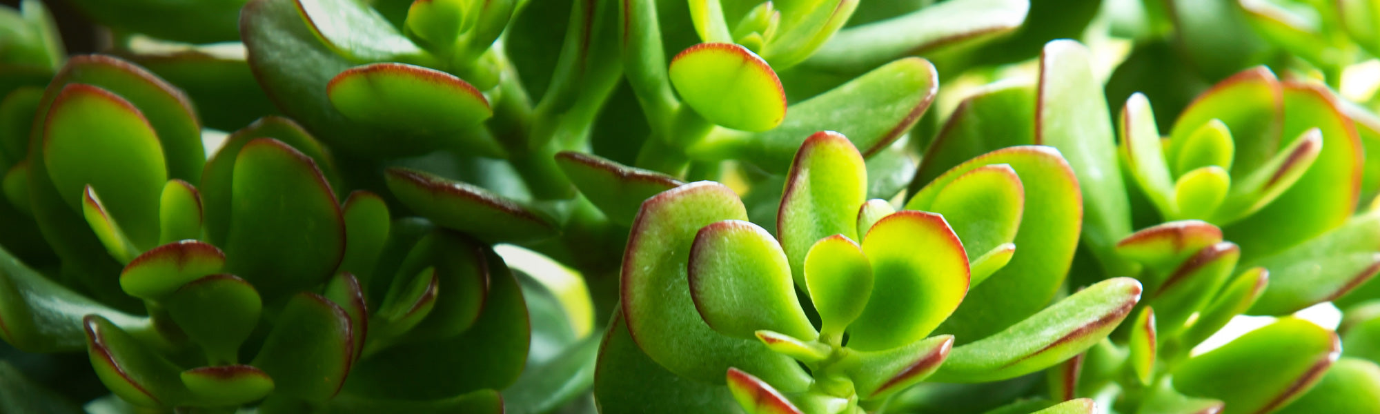 Köpfchen-Dickblatt - Crassula capitella