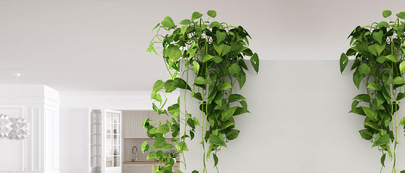 Algerischer Efeu - Hedera algeriensis