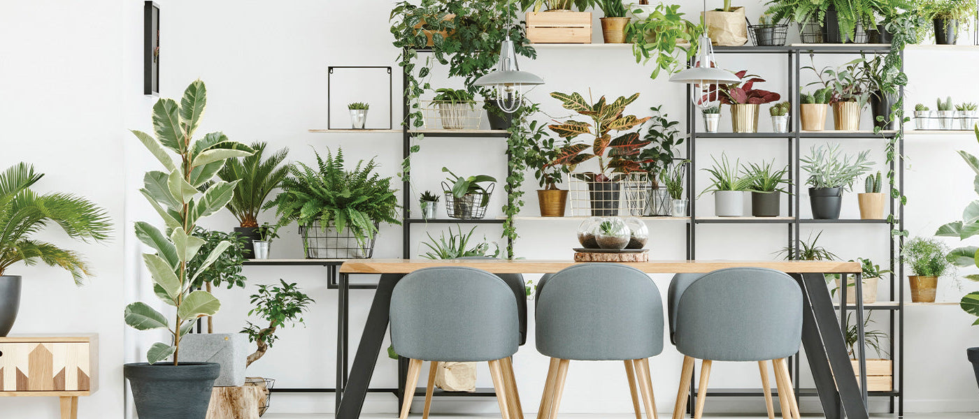 Rundblättriges Kolbenfadenblatt - Aglaonema rotundum