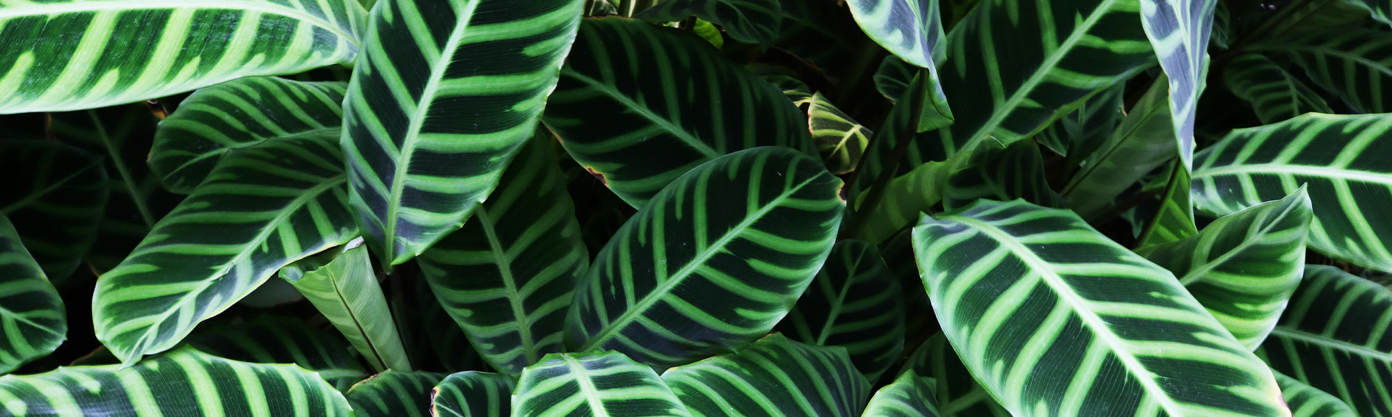 Lanzenblättrige Kalathee - Calathea lancifolia