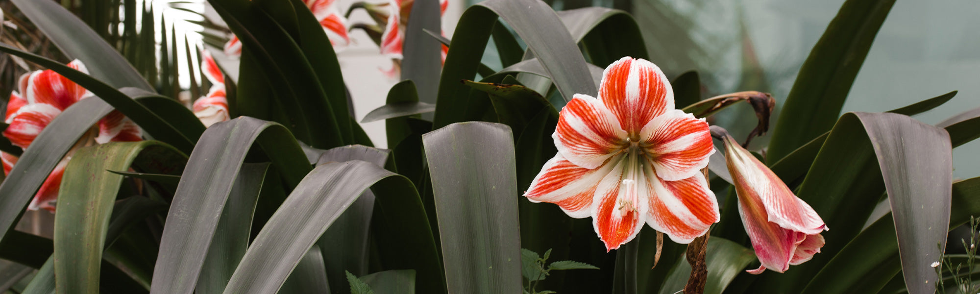 Königin-Ritterstern - Hippeastrum reginae