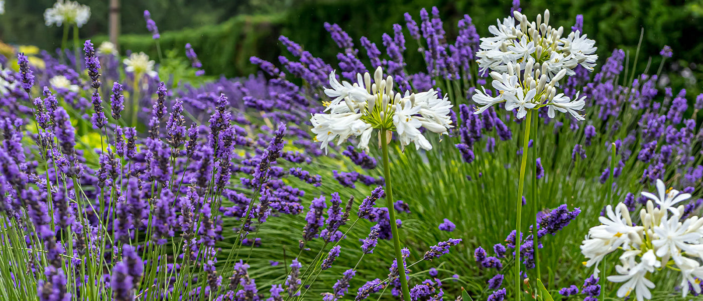 Sommerblühende Stauden.