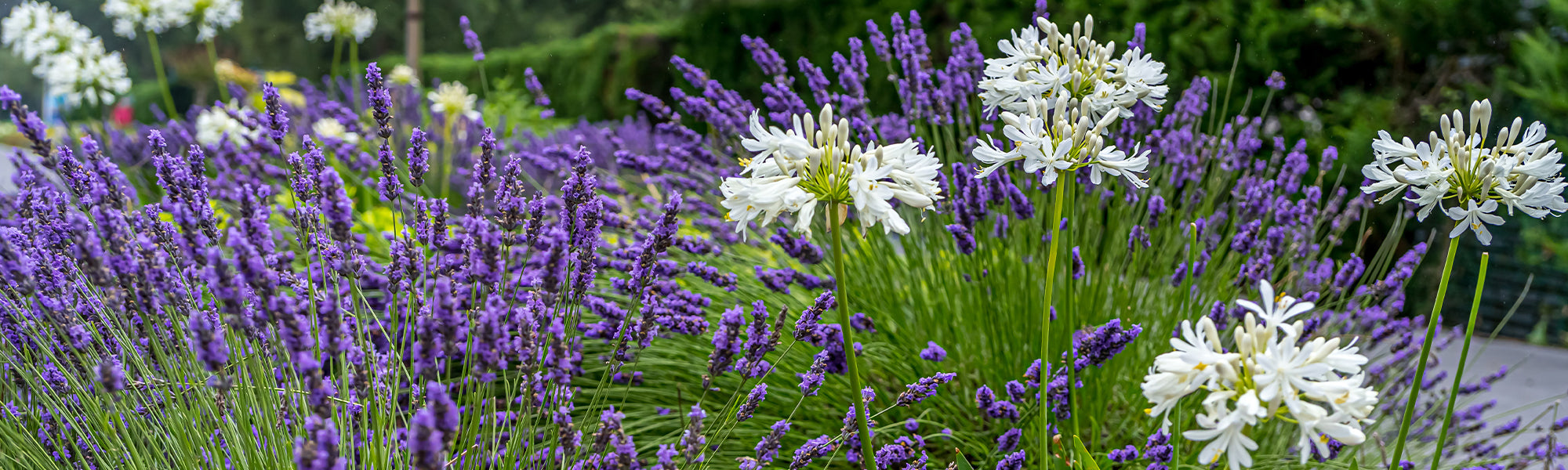 Sommerblühende Stauden.