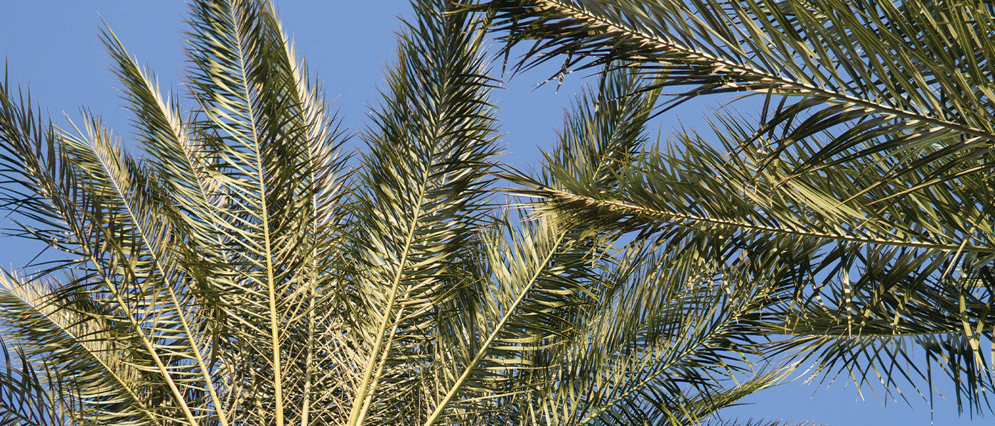 Palme