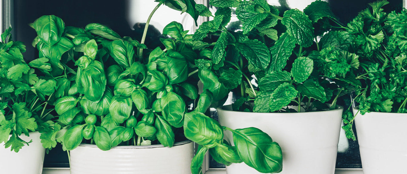 Aromatische Pflanzen