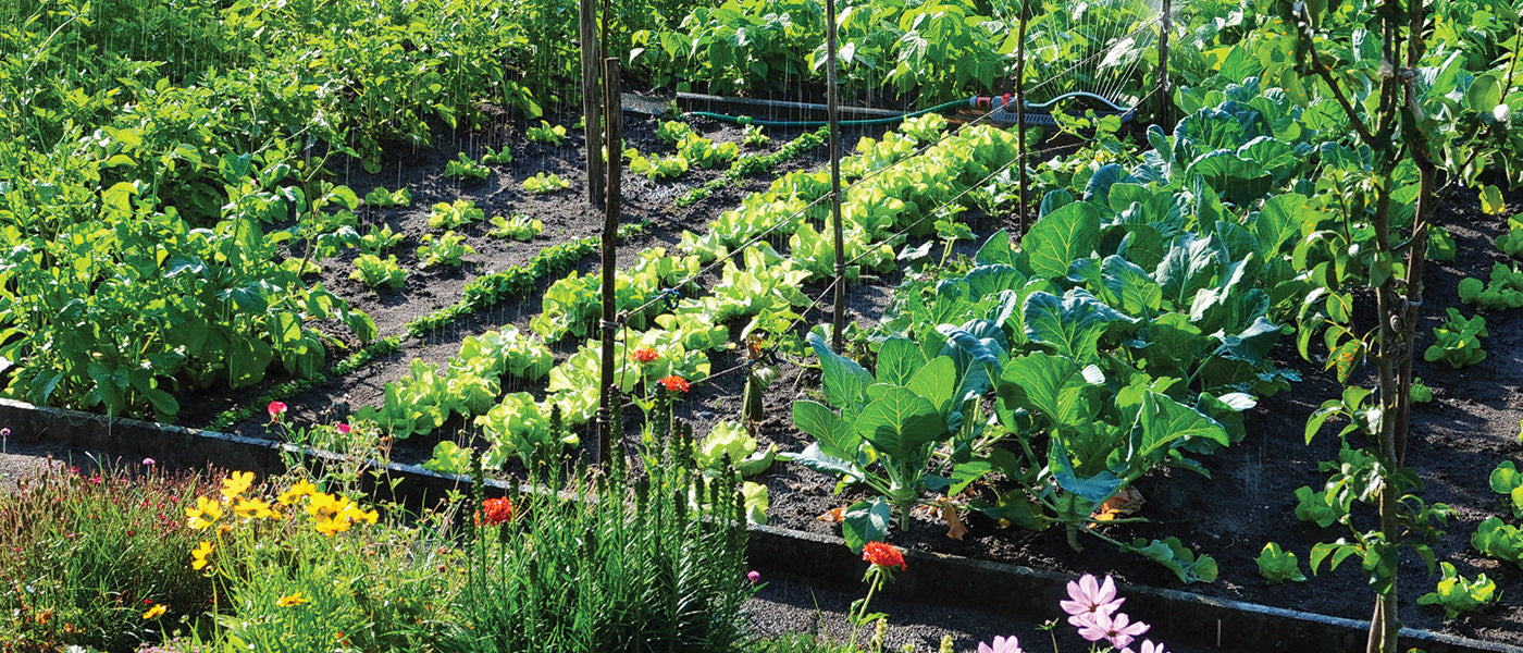 Leichter Gemüsegarten
