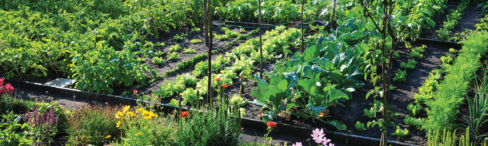 Leichter Gemüsegarten