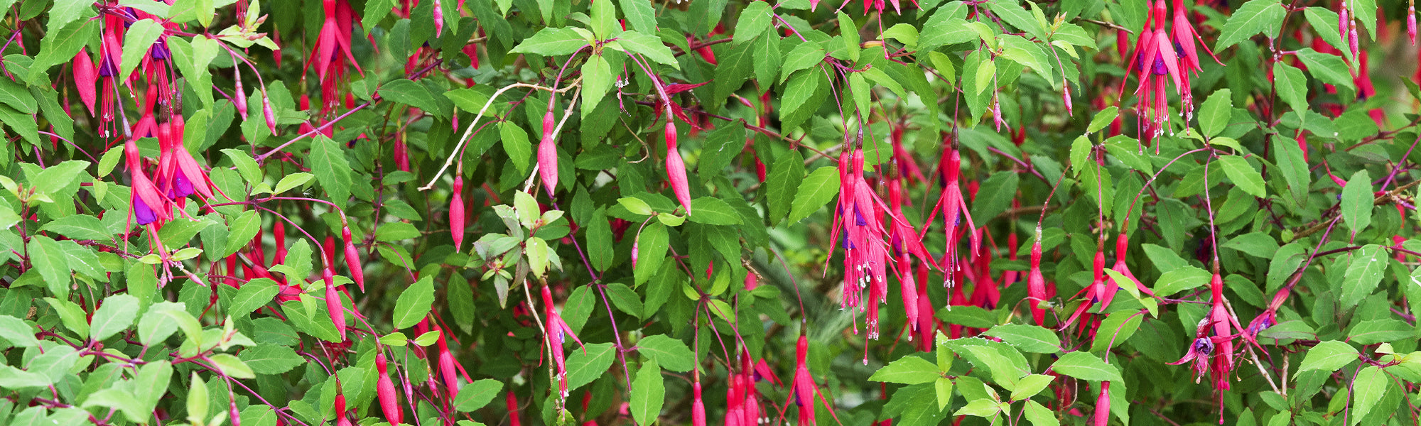 Rindenlose Fuchsie - Fuchsia excorticata