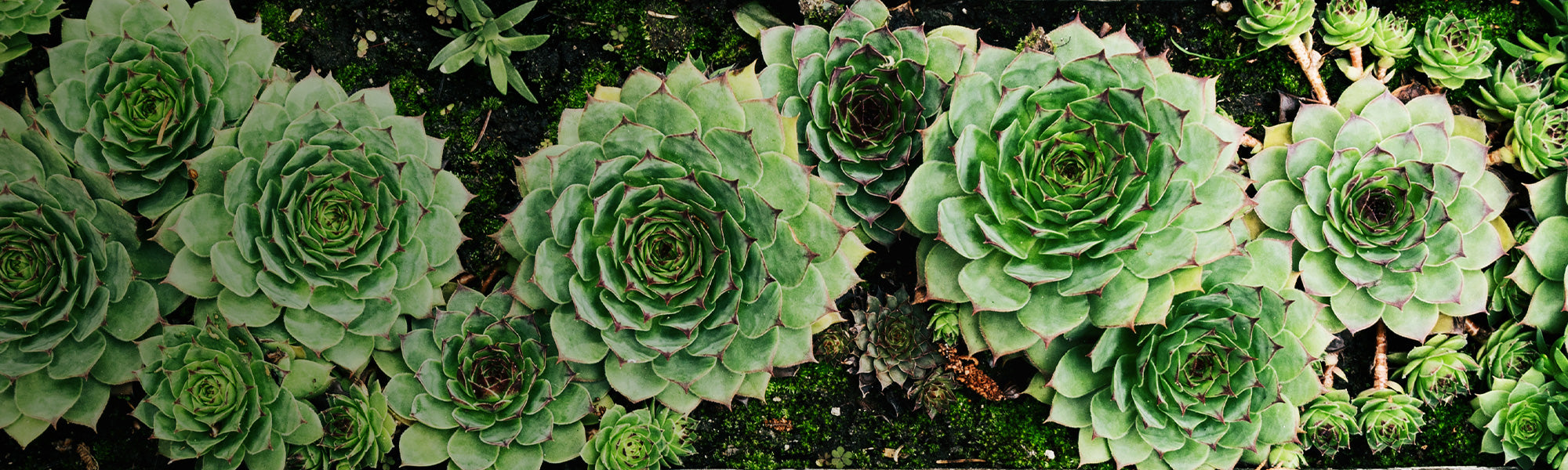 Sukkulente Schönheiten für draußen