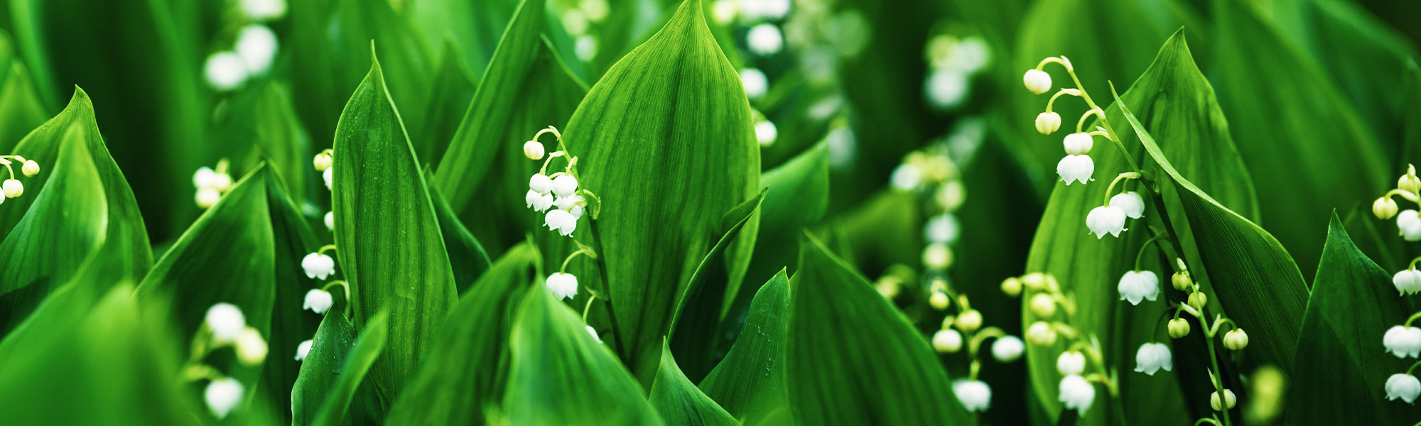 Großblütiges Maiglöckchen - Convallaria majalis var. grandiflora