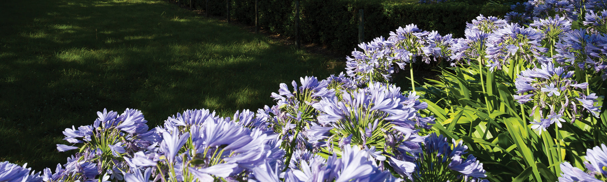 Agapanthus