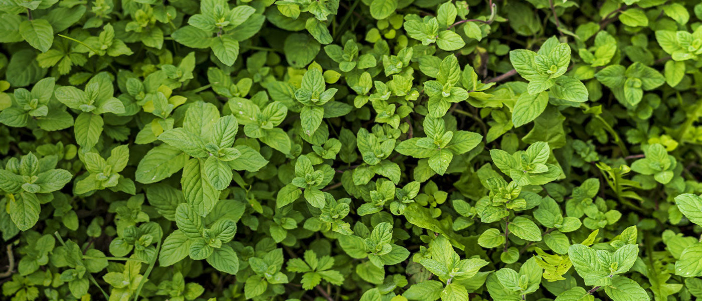 Aromatische Staudenfreuden