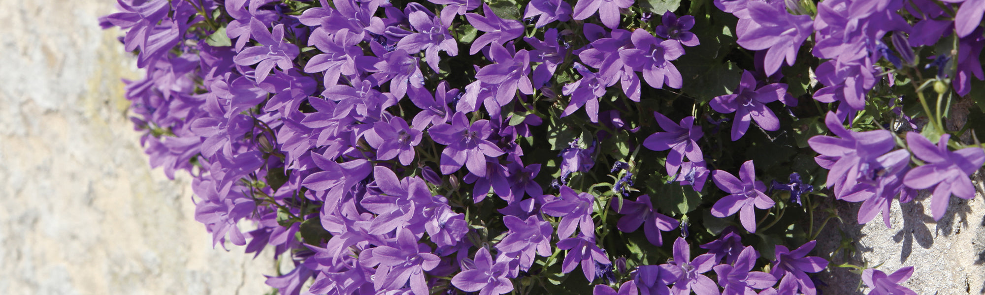 Marienglockenblume - Campanula medium