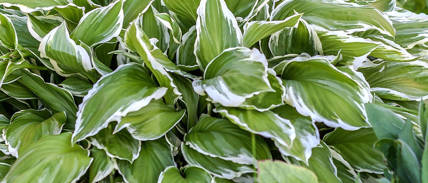 Pflanzenainblattfunkie - Hosta plantaginea