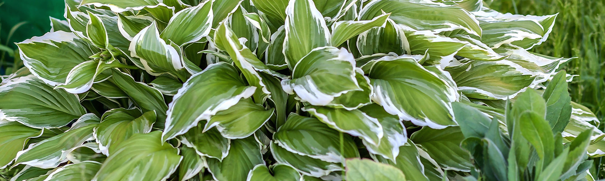 Pflanzenainblattfunkie - Hosta plantaginea