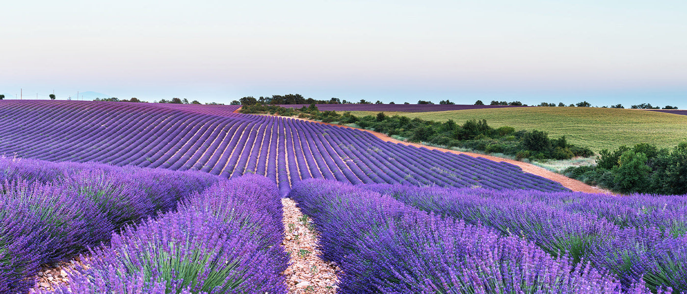 Zahn-Lavendel - Lavandula dentata