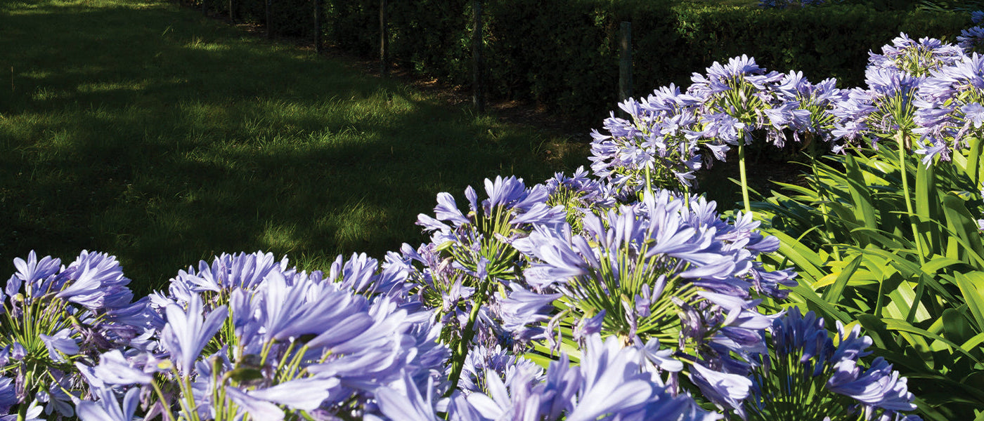 Kleine Schmucklilie - Agapanthus minor