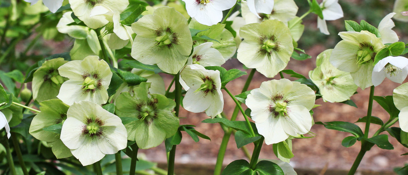 Grüne Nieswurz - Helleborus viridis