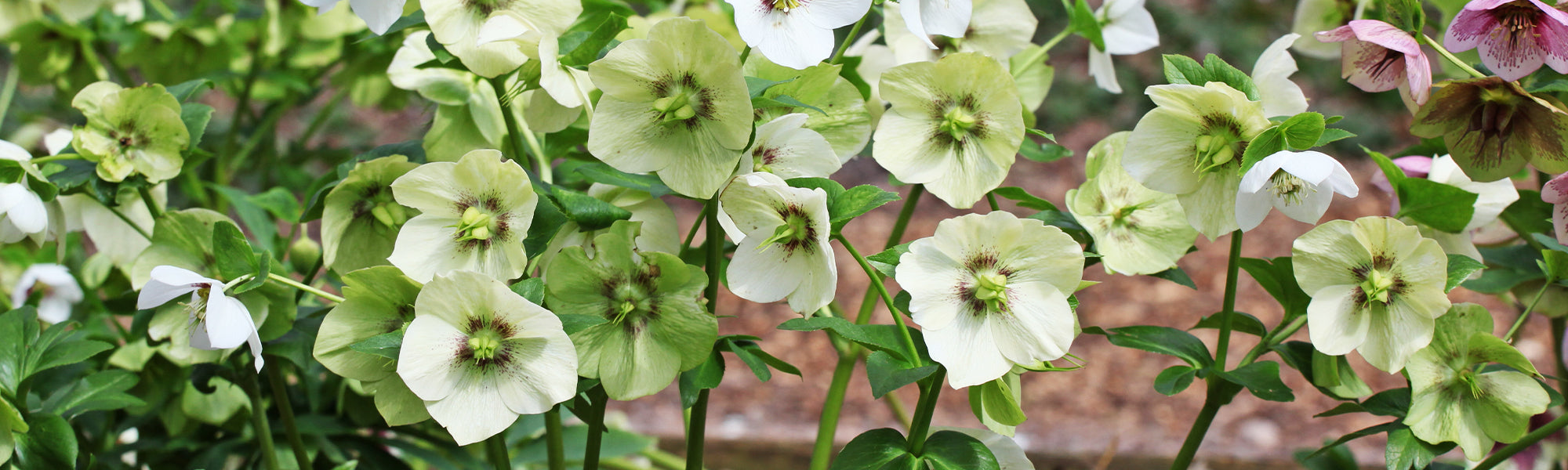 Grüne Nieswurz - Helleborus viridis