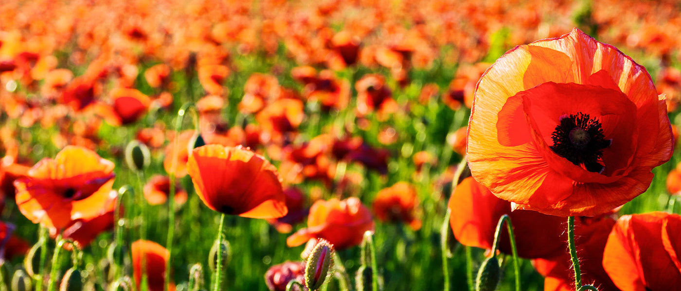 Orientalischer Mohn