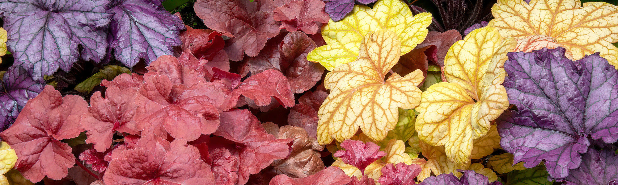 Amerikanische Jugendliebe - Heuchera americana