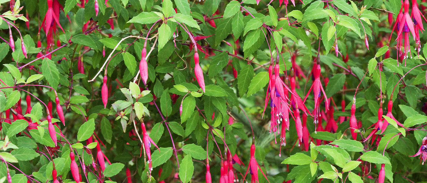 Fuchsie