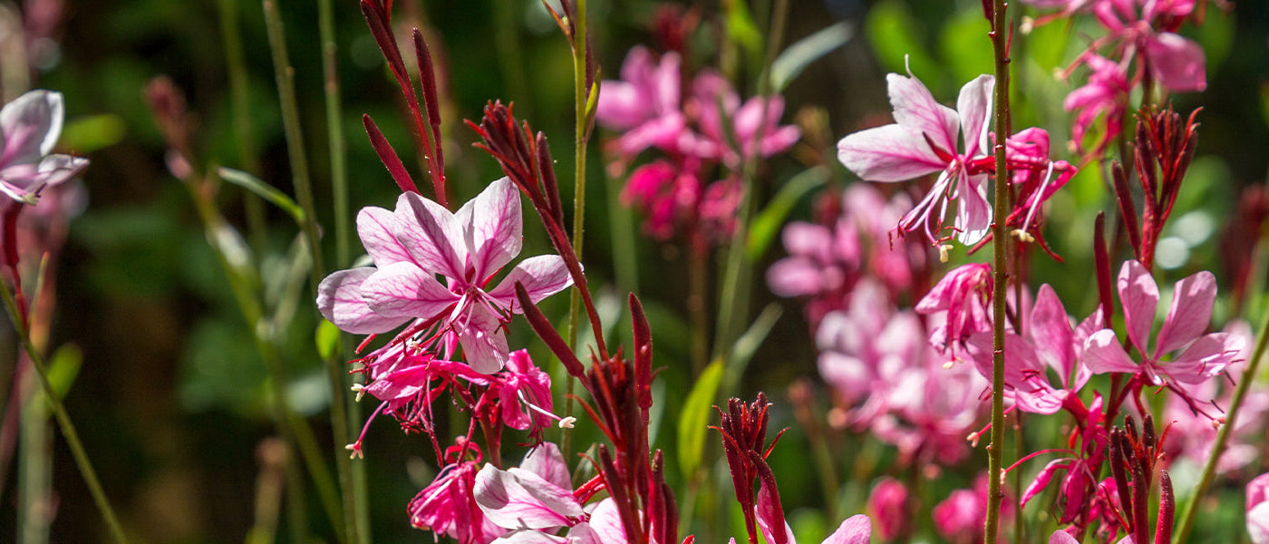 Prachtkerze - Gaura lindheimeri
