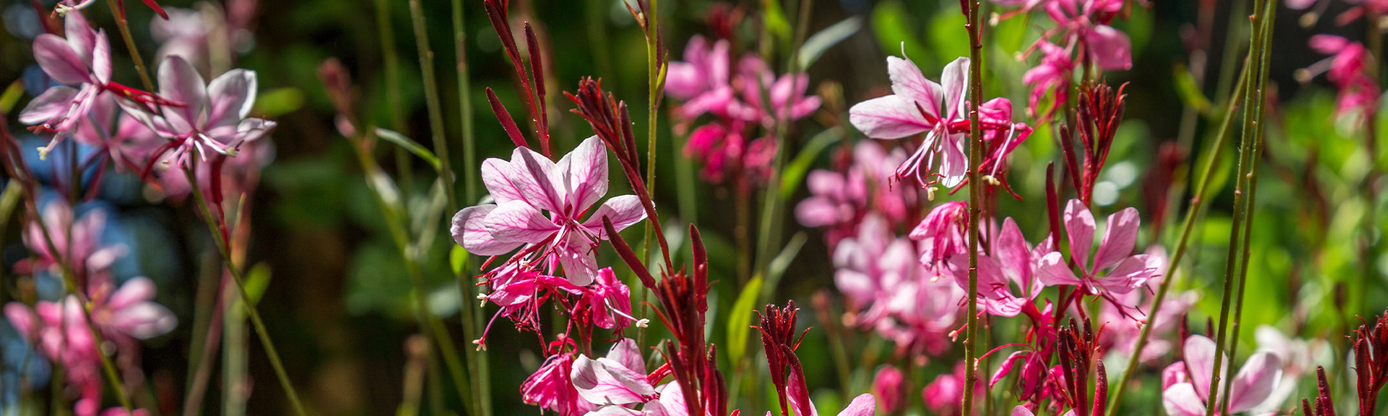 Prachtkerze - Gaura lindheimeri