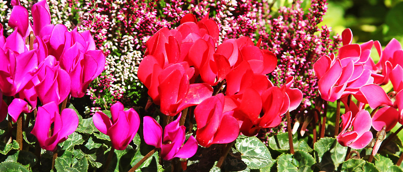 Persisches Alpenveilchen - Cyclamen persicum