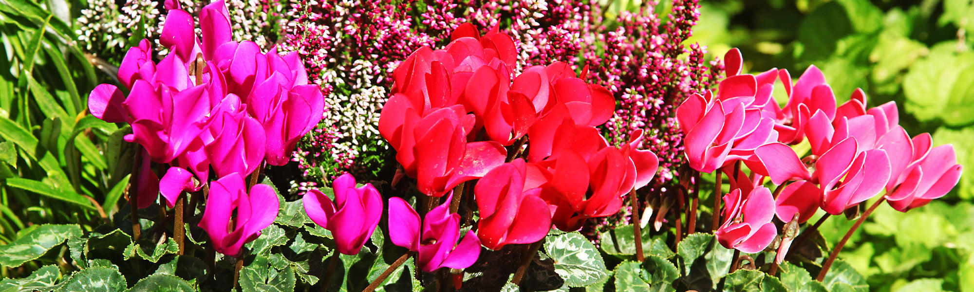 Persisches Alpenveilchen - Cyclamen persicum