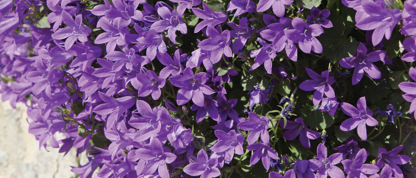 Campanula