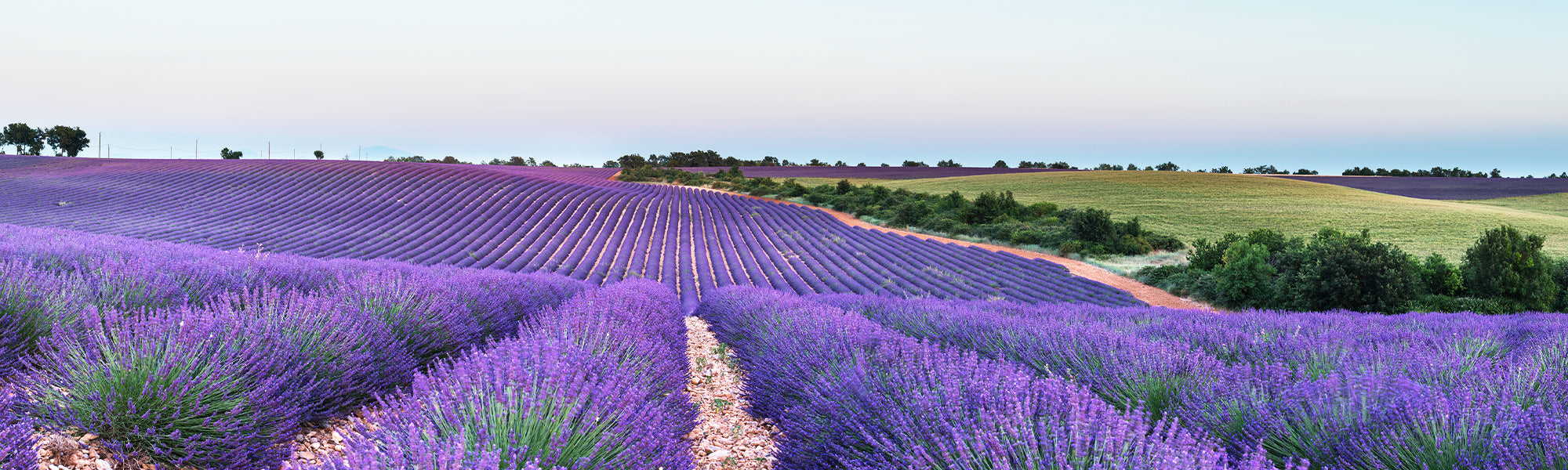Schopf-Lavendel - Lavandula stoechas