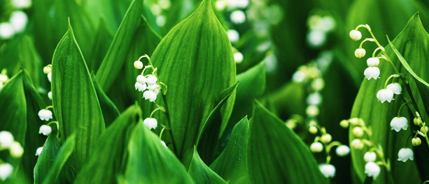 Bordeaux-Maiglöckchen - Convallaria majalis 'Bordeaux'