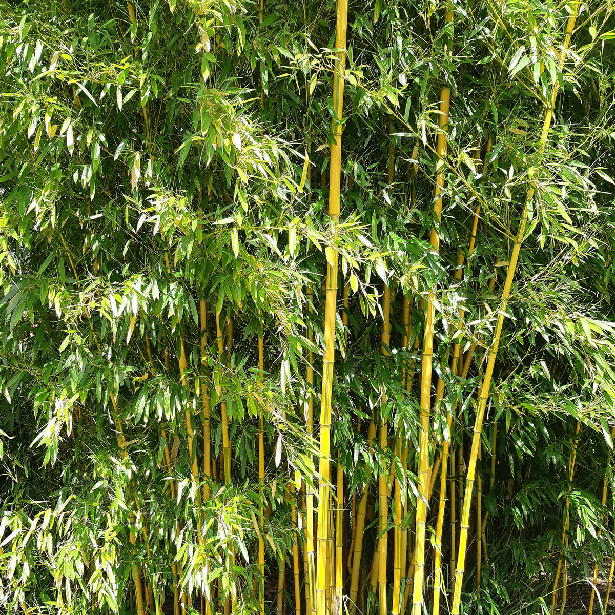 Bambus - Gartenbambus - Phyllostachys aureosulcata spectabilis